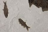 Natural, Fossil Fish Mural From Bottom Cap Layer - Wyoming #307797-2